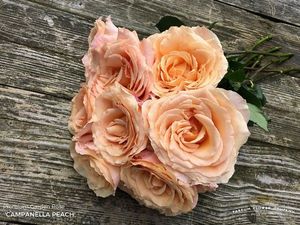 ROSE CAMPANELLA PEACH